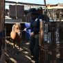 RESCATAN A PONY VÍCTIMA DE PRESUNTO MALTRATO ANIMAL DURANTE CATEO