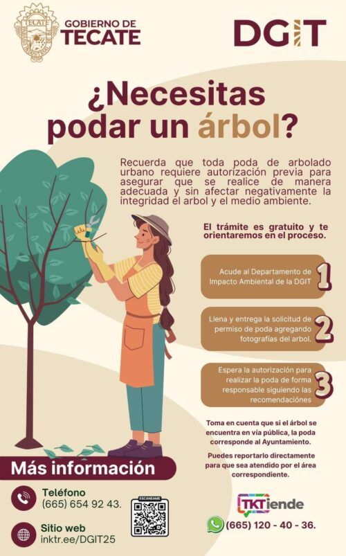 GOBIERNO DE TECATE INVITA A REALIZAR PODA DE ÁRBOLES DE FORMA RESPONSABLE