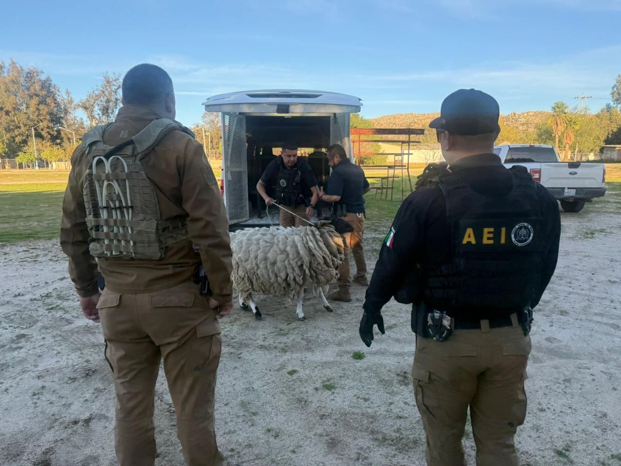 TECATE : CATEAN DOMICILIO POR MALTRATO ANIMAL EN EL TESTERAZO