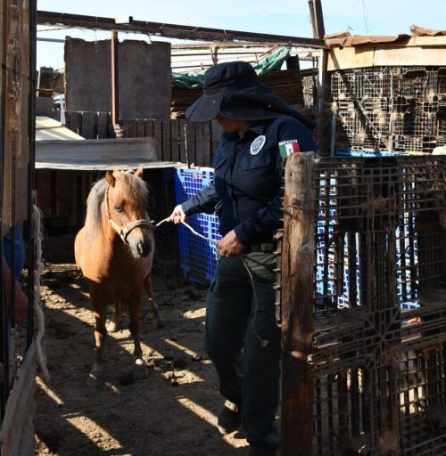RESCATAN A PONY VÍCTIMA DE PRESUNTO MALTRATO ANIMAL DURANTE CATEO