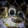 GOBIERNO DE MARINA DEL PILAR COORDINA ACCIÓN PARA PROTEGER A 300 PERROS EN SITUACIÓN DE RIESGO EN ENSENADA