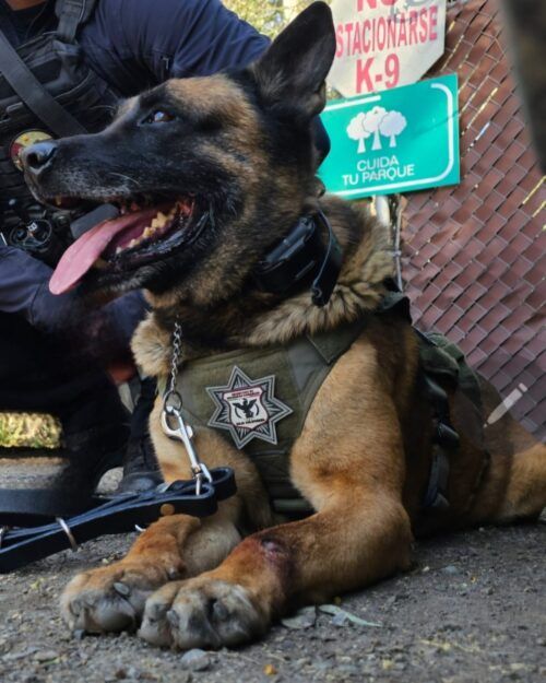 RECONOCE SSCBC LEGADO DE AGENTE CANINO “REX” TRAS SU DECESO