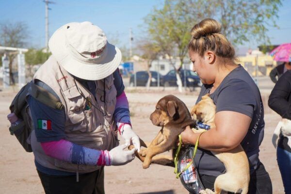 ELIMINAR GARRAPATAS EN EL HOGAR ES CLAVE PARA PREVENIR MUERTES POR RICKETTSIA
