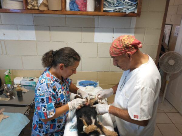 150 PERROS ESTERILIZADOS GRACIAS A COLABORACIÓN DEL GOBIERNO DE TECATE CON FUNDACIONES ANIMALISTAS.