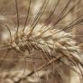 IMPULSAN ESTABILIDAD FINANCIERA DE LOS PRODUCTORES DE TRIGO CRISTALINO