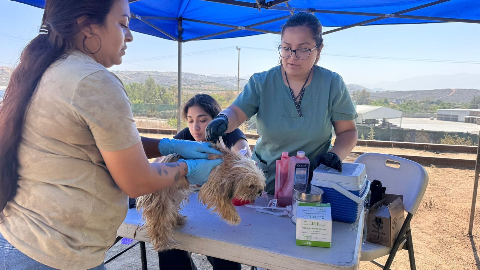 EXITOSA JORNADA DE VACUNACIÓN DE PERROS Y GATOS EN LOS ALISOS