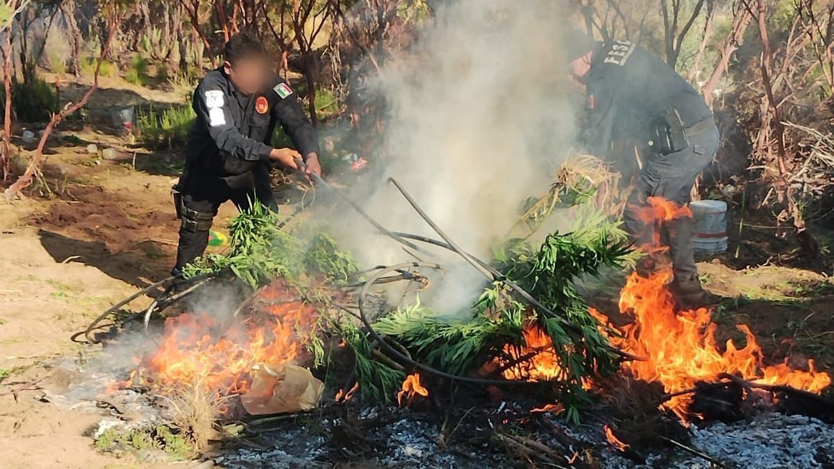 DESTRUYE FUERZA ESTATAL PLANTÍO DE MARIHUANA EN TECATE