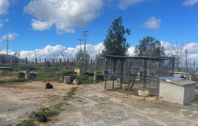 ASEGURA GOBIERNO DE TECATE A 205 PERROS PITBULL, TRAS DENUNCIA