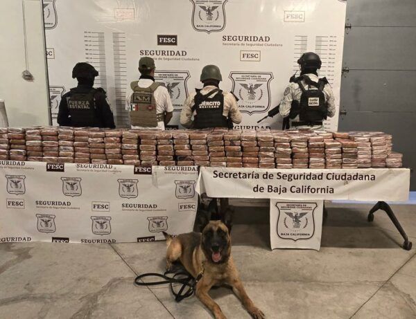 FESC, SEDENA, GUARDIA NACIONAL E INM ASEGURAN MÁS DE 400 KG DE COCAÍNA EN TIJUANA