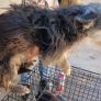RESCATAN A CUATRO CANINOS VÍCTIMAS DE MALTRATO ANIMAL EN TECATE