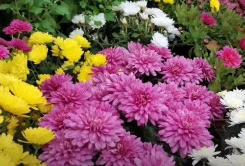 ESTAS FLORES ESTAN PROHIBIDAS PARA CRUZAR A ESTADOS UNIDOS POR DÍA DE LAS MADRES