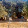 LOCALIZAN TRES PERSONAS SIN VIDA EN NUEVA COLONIA HINDÚ, ZONA RURAL DE TECATE