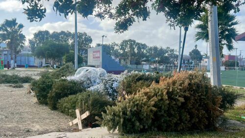 INVITAN A RECICLAR ÁRBOL DE NAVIDAD Y DARLE UNA SEGUNDA VIDA
