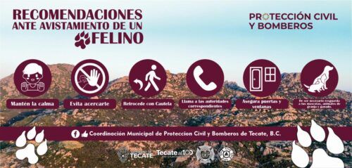 AVISTAMIENTO DE FELINO GENERA ALERTA EN ZONA DEL TANAMÁ, TECATE