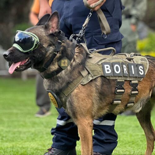 “BORIS”, AGENTE CANINO DE FESC, ES NOMBRADO PERRO DEL AÑO 2023
