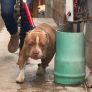 RESCATAN A 8 CANINOS VÍCTIMAS DE MALTRATO ANIMAL EN LA COLONIA OBRERA