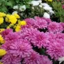 ESTAS FLORES ESTAN PROHIBIDAS PARA CRUZAR A ESTADOS UNIDOS POR DÍA DE LAS MADRES