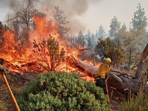 INCENDIO FORESTAL AFECTA 557 HECTÁREAS EN SAN PEDRO MÁRTIR