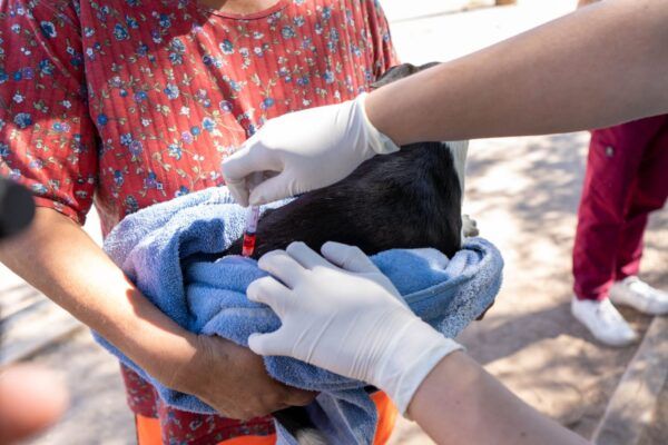 REFUERZAN ACCIONES DE SALUD CONTRA RICKETTSIA EN TIJUANA Y TECATE