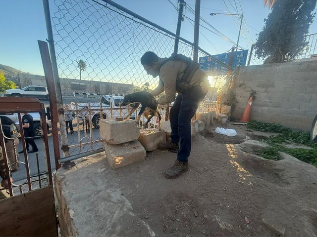 TECATE:RESCATAN A TRES CANINOS ABANDONADOS EN UN PREDIO