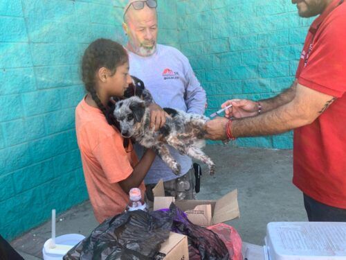 CONTINÚA CENTRO DE BIENESTAR ANIMAL TRABAJANDO CONTRA LA RICKETTSIA EN TECATE