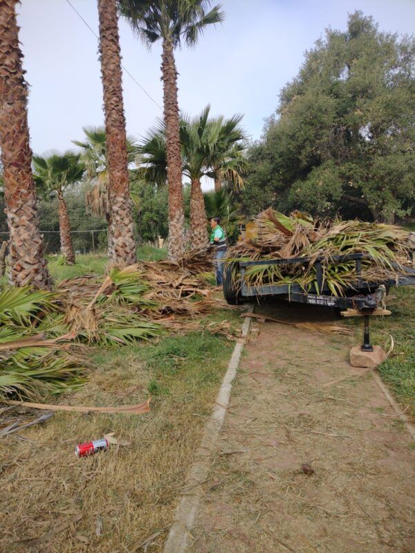 GOBIERNO DE TECATE FORTALECE EL CUIDADO Y DIGNIFICACIÓN DE LAS ÁREAS VERDES EN PARQUE TECAROCA