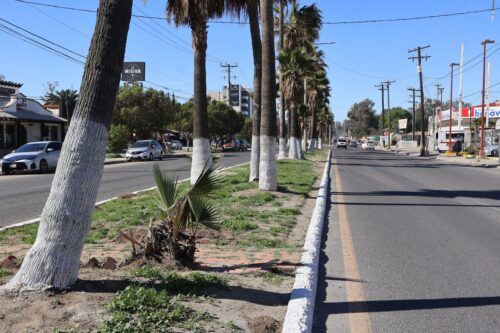 RHYNOS SPORT BAR Y CHENOS EXPRESS SE SUMAN AL PROGRAMA DE ADOPCION DE CAMELLONES DEL GOBIERNO DE TECATE
