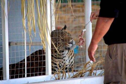 DERIVADO DE TRABAJOS DE INTELIGENCIA DE LA FESC SE RESCATA A DOS JAGUARES EN MEXICALI