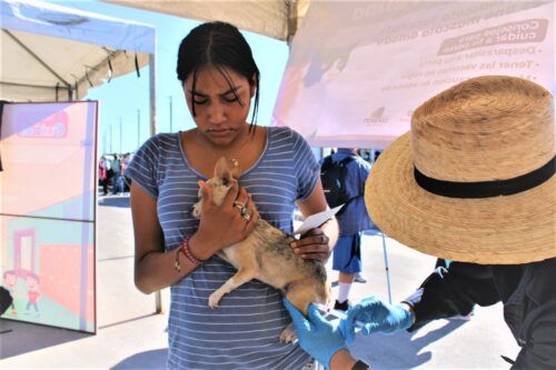 LLAMAN A PREVENIR RICKETTSIOSIS EN ANIMALES