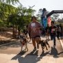 FOMENTA GOBIERNO DEL ESTADO LA CONVIVENCIA Y EL CUIDADO RESPONSABLE DE LOS ANIMALES EN “HUELLITAS EN FAMILIA 4K”