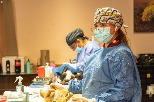 ESTERILIZAN A PERROS Y GATOS DURANTE JORNADA EN MARIANO MATAMOROS
