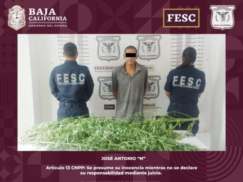 DETIENEN A HOMBRE CON 4 KILOS DE PLANTAS DE MARIHUANA EN ENSENADA