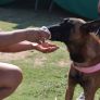 SECRETARÍA DE MEDIO AMBIENTE EMITE RECOMENDACIONES PARA PROTEGER A PERROS Y GATOS ANTE GOLPE DE CALOR