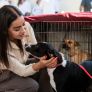 CONVOCA GOBIERNO DE BAJA CALIFORNIA A LA CIUDADANÍA A INTEGRARSE AL COMITÉ DE BIENESTAR ANIMAL