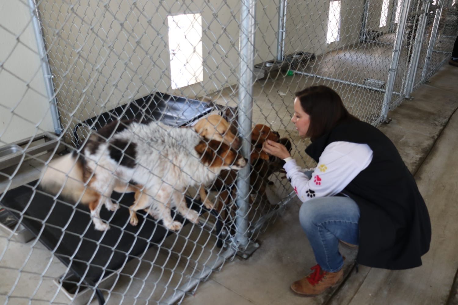 CANALIZA SECRETARÍA DE MEDIO AMBIENTE DENUNCIAS DE MALTRATO ANIMAL PARA RESCATE DE MASCOTAS