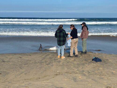 PARTICIPA GOBIERNO DE ENSENADA EN OPERATIVO PARA REGRESAR AL MAR A UN DELFÍN VARADO