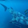BAJA CALIFORNIA INICIA LA TEMPORADA DE NADO Y AVISTAMIENTO DE TIBURÓN BALLENA EN BAHÍA DE LOS ÁNGELES