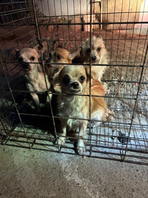 TECATE: RESCATAN 19 CANINOS EN CONDICIONES EXTREMAS DE ABANDONO