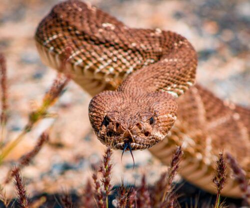 EMITE SMADS RECOMENDACIONES EN CASO DE ENCUENTRO CON SERPIENTE DE CASCABEL