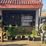 DOS MUJERES DETENIDAS TRAS CATEO EN TECATE, ASEGURA PLANTAS DE MARIHUANA