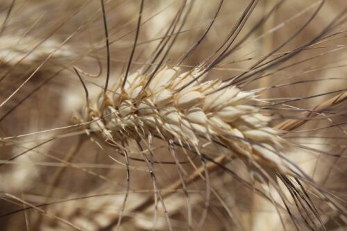 IMPULSAN ESTABILIDAD FINANCIERA DE LOS PRODUCTORES DE TRIGO CRISTALINO