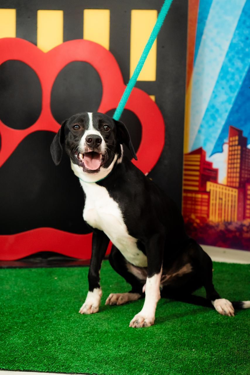 INVITAN A LA CIUDADANÍA A SUMARSE A LA ADOPCIÓN RESPONSABLE DE MASCOTAS