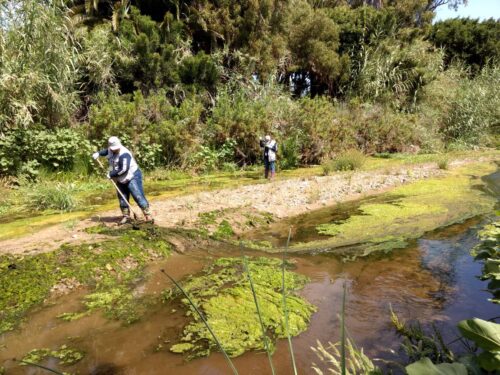 REGISTRA BAJA CALIFORNIA MÁS DE 33 AÑOS SIN TRANSMISIÓN LOCAL DE CASOS CONFIRMADOS DE PALUDISMO