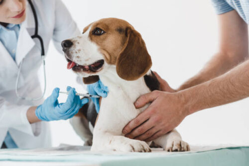 CONOCE LAS ENFERMEDADES QUE LOS ANIMALES PUEDEN TRANSMITIR A LOS SERES HUMANOS