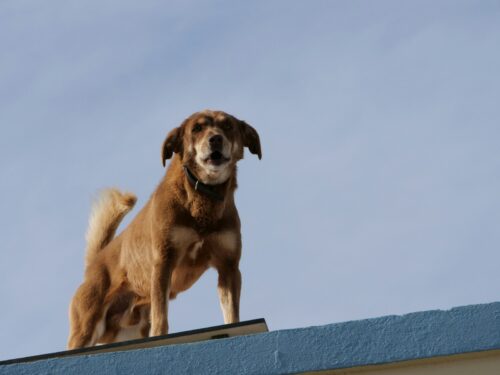 ALERTAN SOBRE LOS PELIGROS DE MANTENER ANIMALES EN AZOTEAS