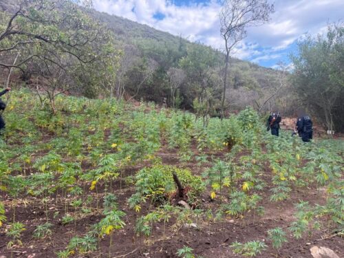 TRAS DENUNCIA CIUDADANA, ASEGURAN MÁS DE 16 MIL PLANTAS DE MARIHUANA
