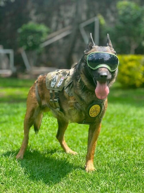 HONRA FUERZA ESTATAL LA MEMORIA DE AGENTE K9 BORIS; SIRVIÓ CON VALENTÍA PARA PROTEGER A LAS FAMILIAS DE BC