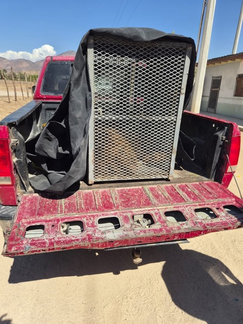 ATIENDE FESC REPORTE SOBRE PRESENCIA DE LEON EN TIJUANA
