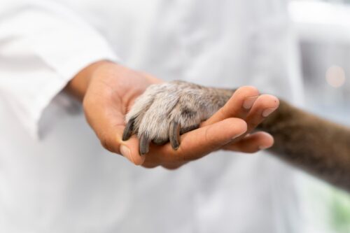 INVITAN A SUMARSE A LAS VOCALÍAS CIUDADANAS DEL COMITÉ DE BIENESTAR ANIMAL DEL ESTADO DE BC