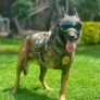 HONRA FUERZA ESTATAL LA MEMORIA DE AGENTE K9 BORIS; SIRVIÓ CON VALENTÍA PARA PROTEGER A LAS FAMILIAS DE BC